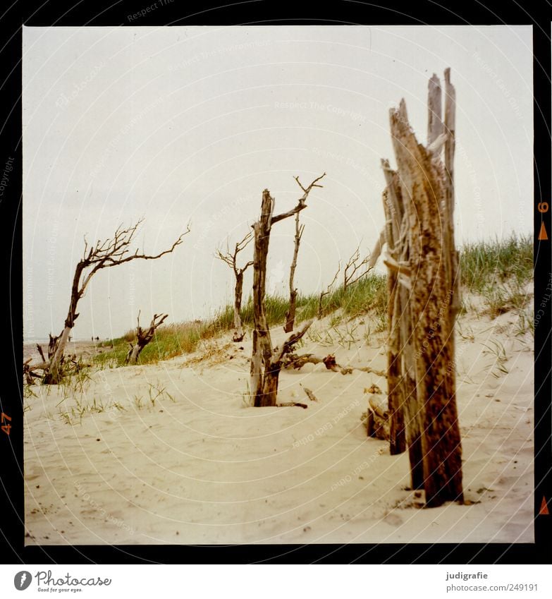 western beach Environment Nature Landscape Plant Sand Tree Grass Coast Beach Baltic Sea Darss Western Beach To dry up Growth Natural Moody Death Transience