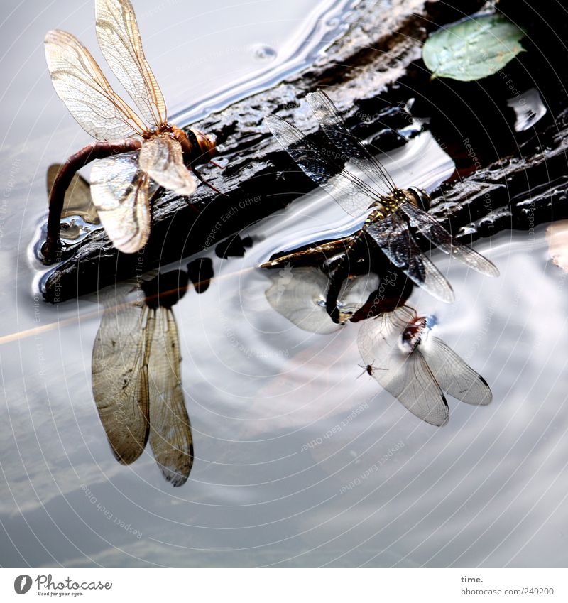 petrol station Drinking Trip Sunbathing Waves Environment Nature Animal Water Sky Leaf Lake Wing Wood Flying Sit Dragonfly Carousing Ecological Insect buzz