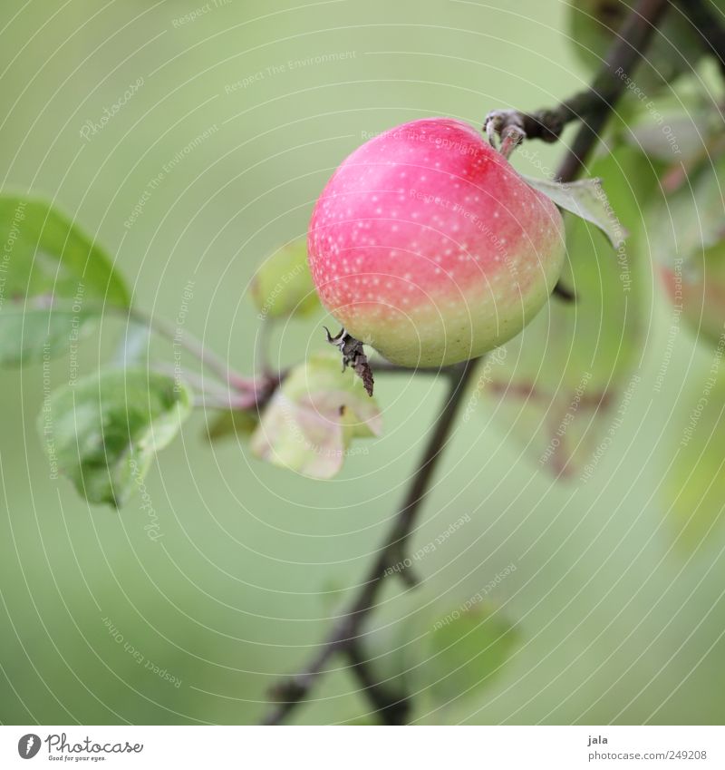 apple Food Apple Organic produce Nature Plant Tree Leaf Foliage plant Agricultural crop Fruit Natural Green Pink Colour photo Exterior shot Deserted