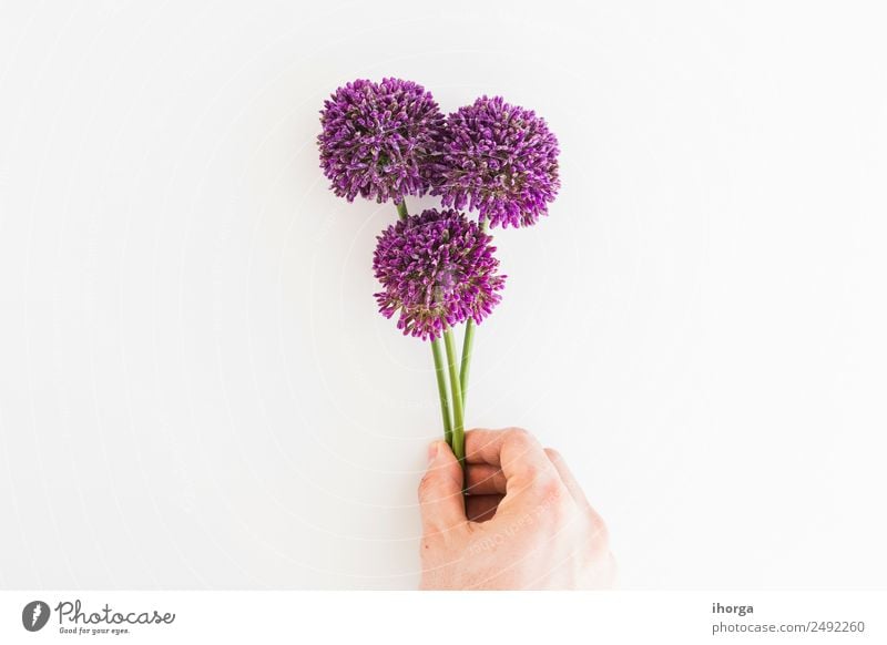 Allium isolated on white background with human hand Vegetable Herbs and spices Elegant Beautiful Summer Garden Decoration Human being Hand Fingers Nature Plant