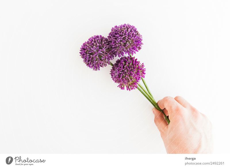 Allium isolated on white background Herbs and spices Elegant Garden Decoration Feasts & Celebrations Valentine's Day Mother's Day Human being Hand Fingers