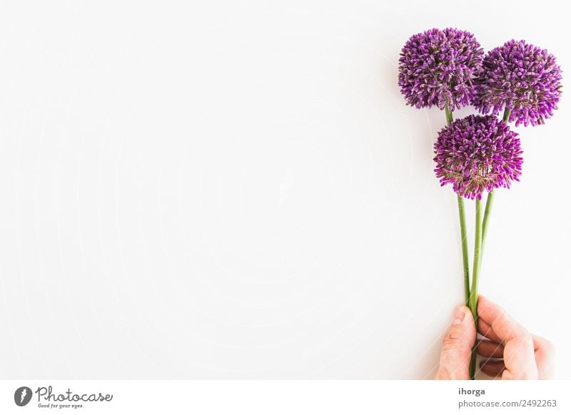 Allium isolated on white background Herbs and spices Elegant Beautiful Garden Decoration Feasts & Celebrations Valentine's Day Mother's Day Human being Hand