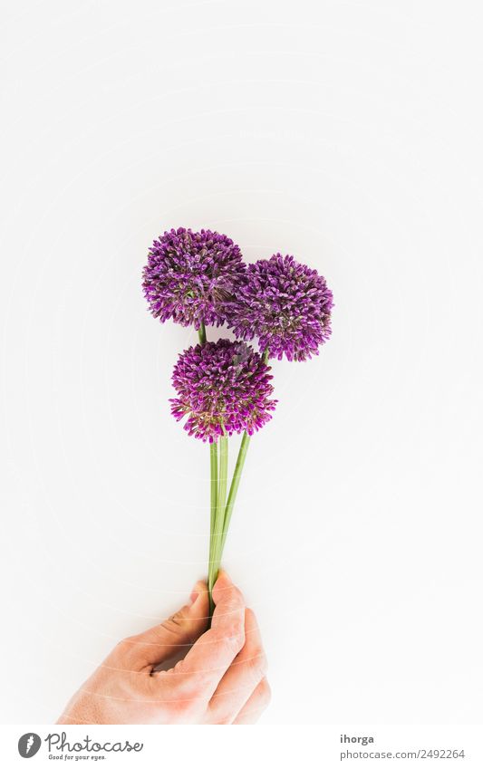 Allium isolated on white background with human hand Vegetable Herbs and spices Elegant Beautiful Garden Decoration Human being Hand Fingers Nature Plant Flower