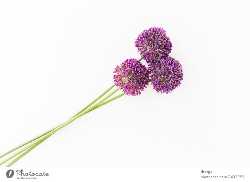 Allium isolated on white background Vegetable Herbs and spices Beautiful Feasts & Celebrations Valentine's Day Mother's Day Nature Plant Flower Love Growth