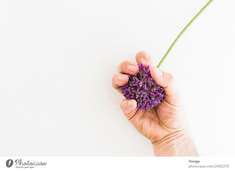 Allium isolated on white background Vegetable Herbs and spices Elegant Beautiful Garden Feasts & Celebrations Valentine's Day Mother's Day Human being Hand