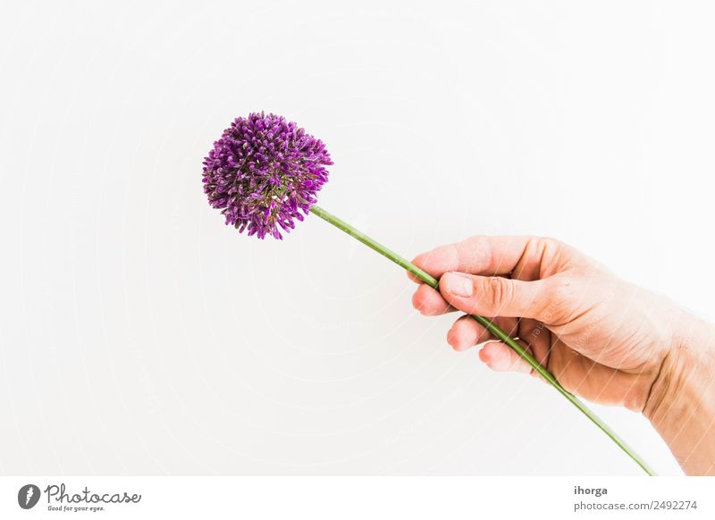 Allium isolated on white background Vegetable Herbs and spices Beautiful Summer Garden Feasts & Celebrations Valentine's Day Mother's Day Human being Hand