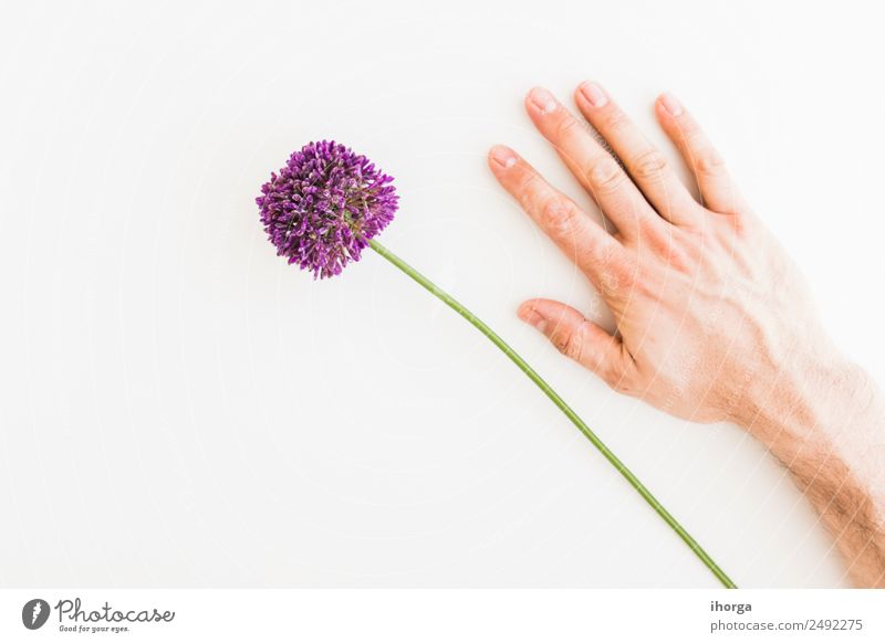 Allium isolated on white background Vegetable Herbs and spices Elegant Garden Decoration Feasts & Celebrations Valentine's Day Mother's Day Human being Hand