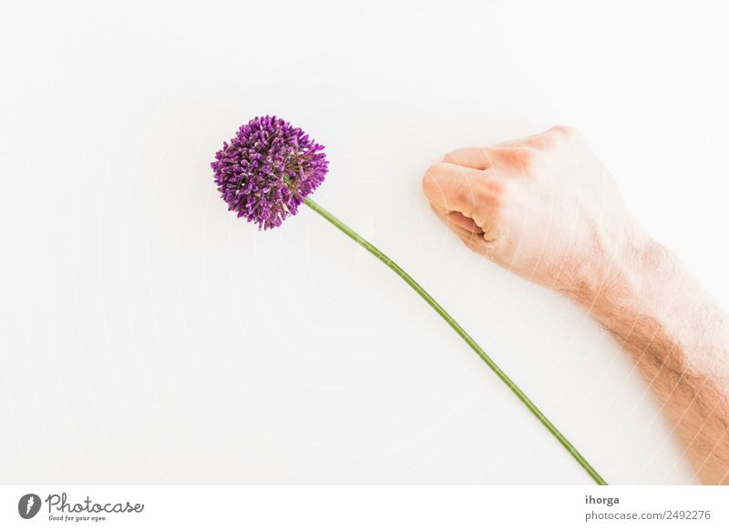 Allium isolated on white background Vegetable Herbs and spices Elegant Beautiful Garden Feasts & Celebrations Valentine's Day Mother's Day Human being Hand
