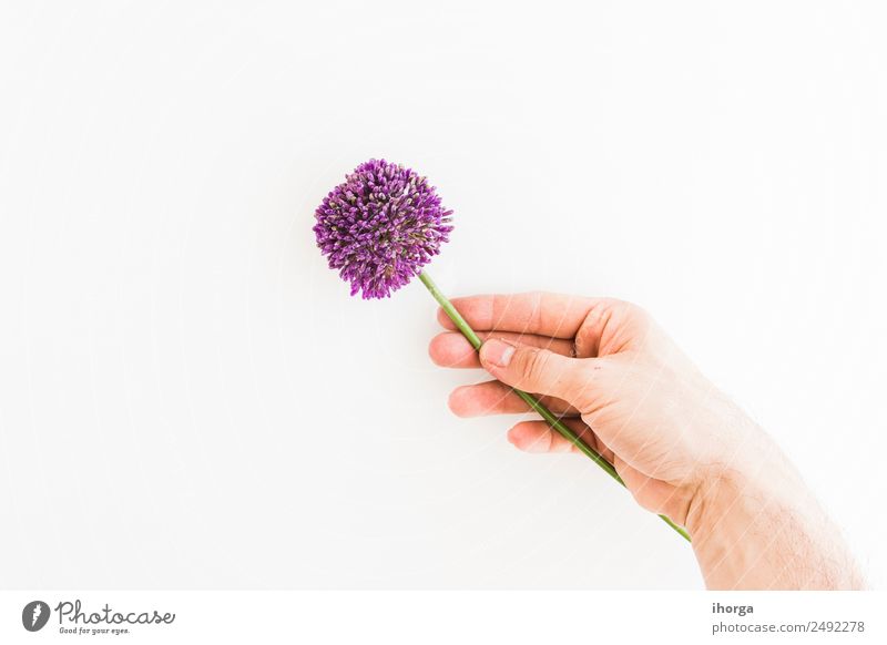 Allium isolated on white background Vegetable Herbs and spices Elegant Summer Garden Feasts & Celebrations Valentine's Day Mother's Day Human being Hand Fingers