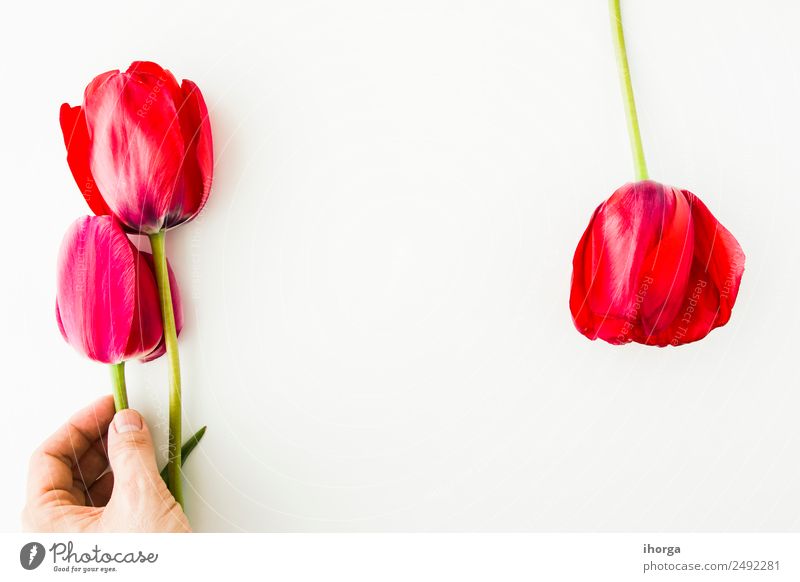 Tulip flowers on white table Beautiful Table Wallpaper Feasts & Celebrations Valentine's Day Mother's Day Human being Man Adults Hand Fingers Nature Plant