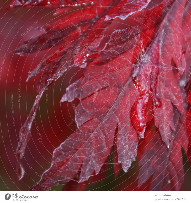 autumn leaf Environment Nature Plant Water Drops of water Autumn Weather Rain Tree Leaf Garden Park Red Consistent Natural Washed out Spider's web Colour photo