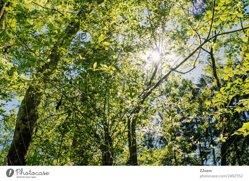 Summer | Sun | Forest Environment Nature Landscape Sunlight Beautiful weather Tree Illuminate Fresh Natural Warmth Green Warm-heartedness Idyll Sustainability