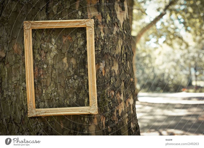tree picture Tree Park Hang Exceptional Funny Picture frame Image Tree trunk Royal Noble Frame Empty Tree bark Forget Gold Doomed Colour photo Subdued colour