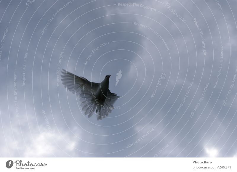 dove Sky Clouds Animal Wild animal Pigeon Wing 1 Flying Elegant Soft White Exterior shot Evening