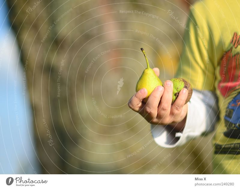 Pear thief! Food Fruit Nutrition Organic produce Human being Child Toddler 1 1 - 3 years 3 - 8 years Infancy Small Delicious Sweet Harvest Pear tree