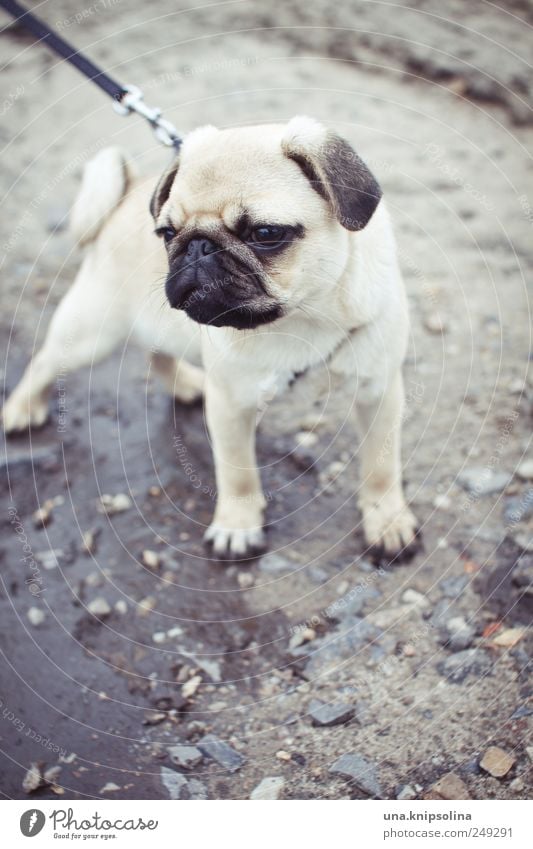 A brazen pug, mostly wants drops. Earth Animal Pet Dog Pug 1 Baby animal Cute Puddle Walk the dog Dog lead Puppy Colour photo Subdued colour Exterior shot