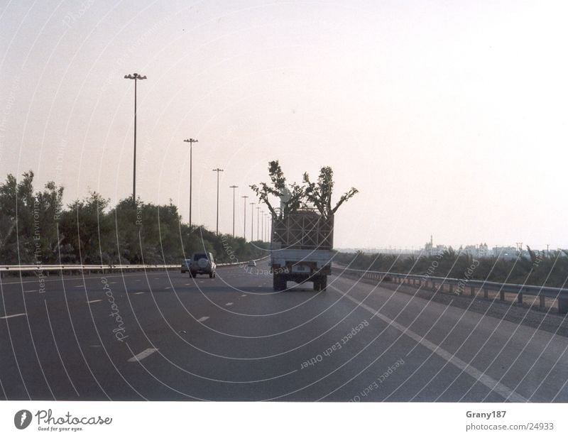 tree thieves Tree Truck Highway Palm tree Advertising executive Poster Panorama (View) Vacation & Travel emirates advertising material billboard advertising TV