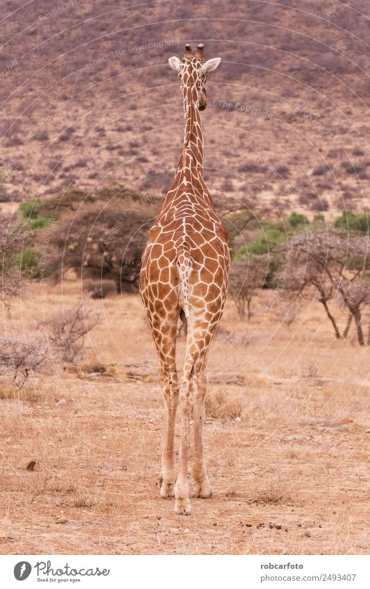 giraffe in samburu national park kenya Vacation & Travel Safari Nature Animal Park Tall Long Wild Brown White Colour Giraffe Samburu reticulated Africa Kenya