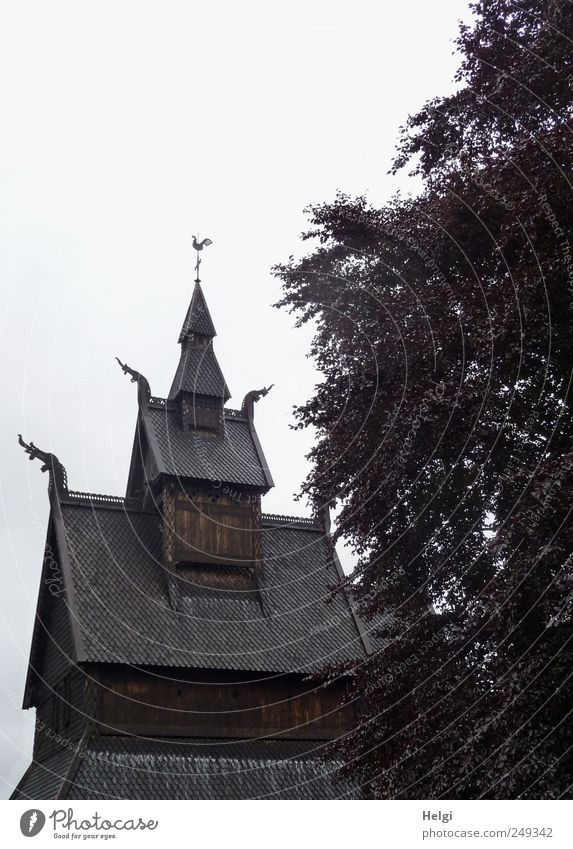 historic... Vacation & Travel Tourism Sightseeing Art Work of art Plant Bad weather Tree Leaf Copper beech Norway Church Manmade structures Stave church Roof