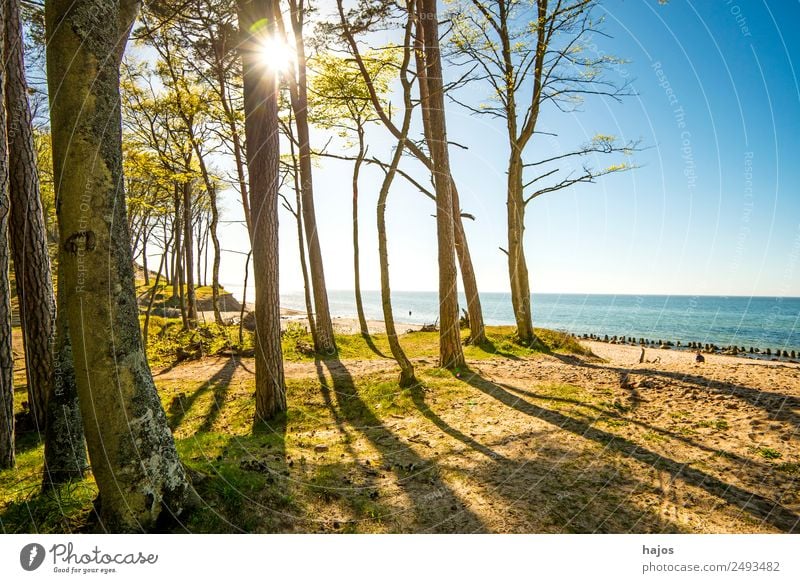 Baltic Sea beach in Poland Beach Nature Flower Coast Tourism dunes Orzechovo trees Back-light Sun Sky Blue Vacation & Travel Nature reserve Empty Lonely