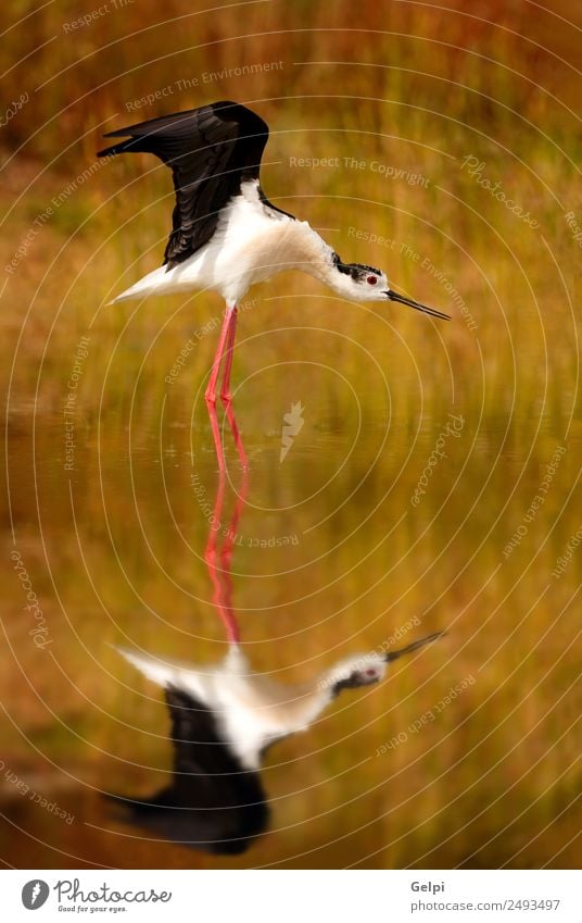 bird Beautiful Freedom Summer Mirror Nature Animal Wind Park Lake River Bird Wing Flying Long Wild Red Black White Pure Stork wildlife Feather Beak Story