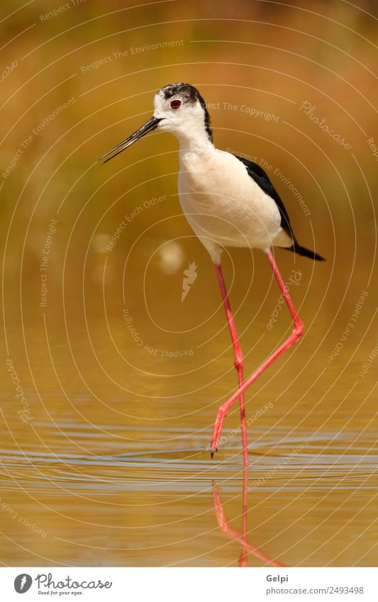 bird Beautiful Environment Nature Animal Spring Grass Coast Pond Lake River Bird Wing Long Wet Cute Wild Red Black White black-winged himantopus Stilt water