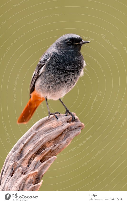 bird Life Nature Plant Animal Forest Bird Wing Dark Small Wild Brown Green Red Black Redstart red tail redstare wildlife common perched fauna Spain Ornithology
