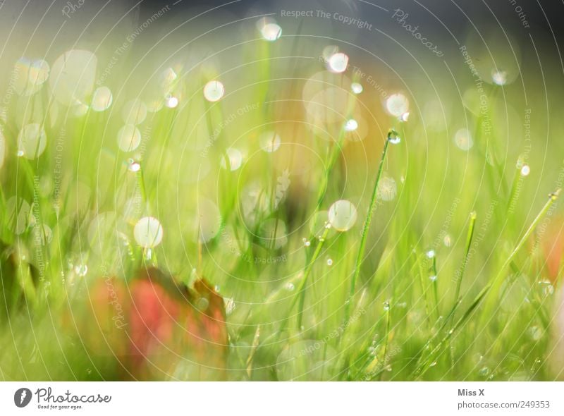 rope Drops of water Grass Leaf Meadow Wet Green Dew Autumnal Colour photo Multicoloured Exterior shot Close-up Deserted Morning Dawn Reflection Sunlight