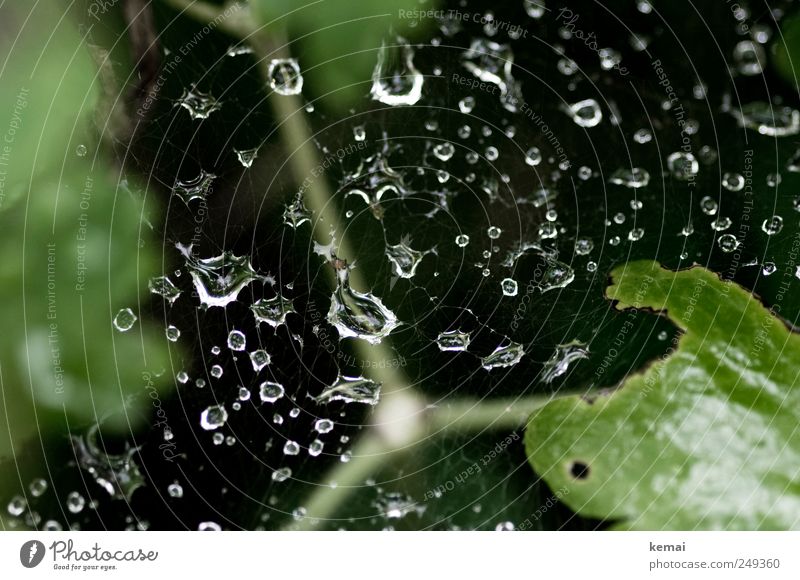 rain net Environment Nature Water Drops of water Summer Weather Rain Bushes Glittering Wet Green Black Spider's web Colour photo Subdued colour Exterior shot