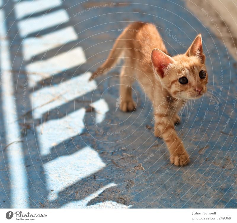 On quiet paws Animal Cat 1 Observe Listening Looking Small Blue Watchfulness Curiosity Ease Colour photo Exterior shot Day Light Shadow Sunlight