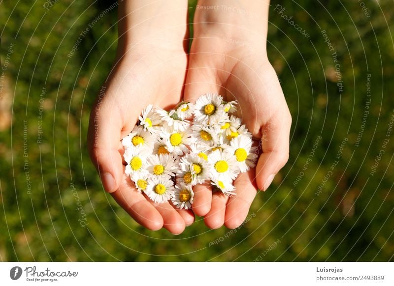 hands with yellow and white flowers on green meadow Luxury Healthy Relaxation Calm Meditation Child Hand Environment Nature Landscape Spring Summer Flower Grass
