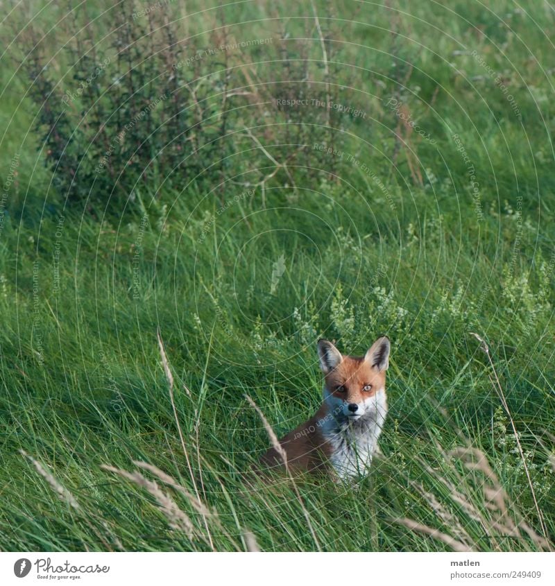 volpe Grass Meadow Animal Wild animal Animal face 1 Observe Looking into the camera Fox Sit Colour photo Exterior shot Deserted Day