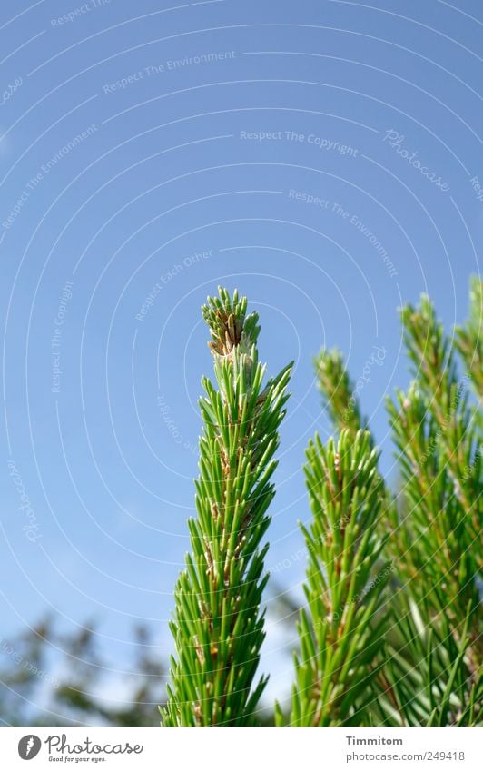 Pure growth Vacation & Travel Summer Environment Nature Plant Cloudless sky Beautiful weather Denmark Stand Growth Strong Blue Green Emotions Joy Contentment