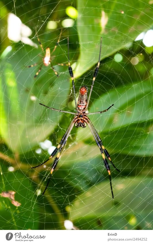 Pair of Brightly Colored Venomous Spiders Close Up in Jungle Web Beautiful Vacation & Travel Internet Woman Adults Man Nature Animal Virgin forest Catch To feed