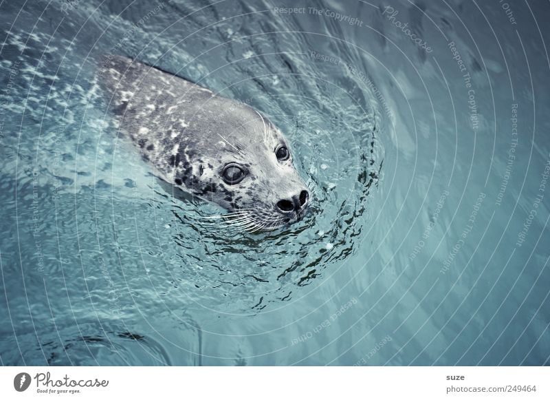 Robbie Nature Animal Water Waves Ocean Wild animal Animal face 1 Swimming & Bathing Curiosity Cute Blue Seals Harbour seal Head Surface of water Comical
