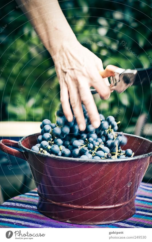 Freshly harvested on the table Food Fruit Bunch of grapes Nutrition Bowl Natural Blue Brown Joie de vivre (Vitality) Hospitality Idyll Nature Gardening Harvest