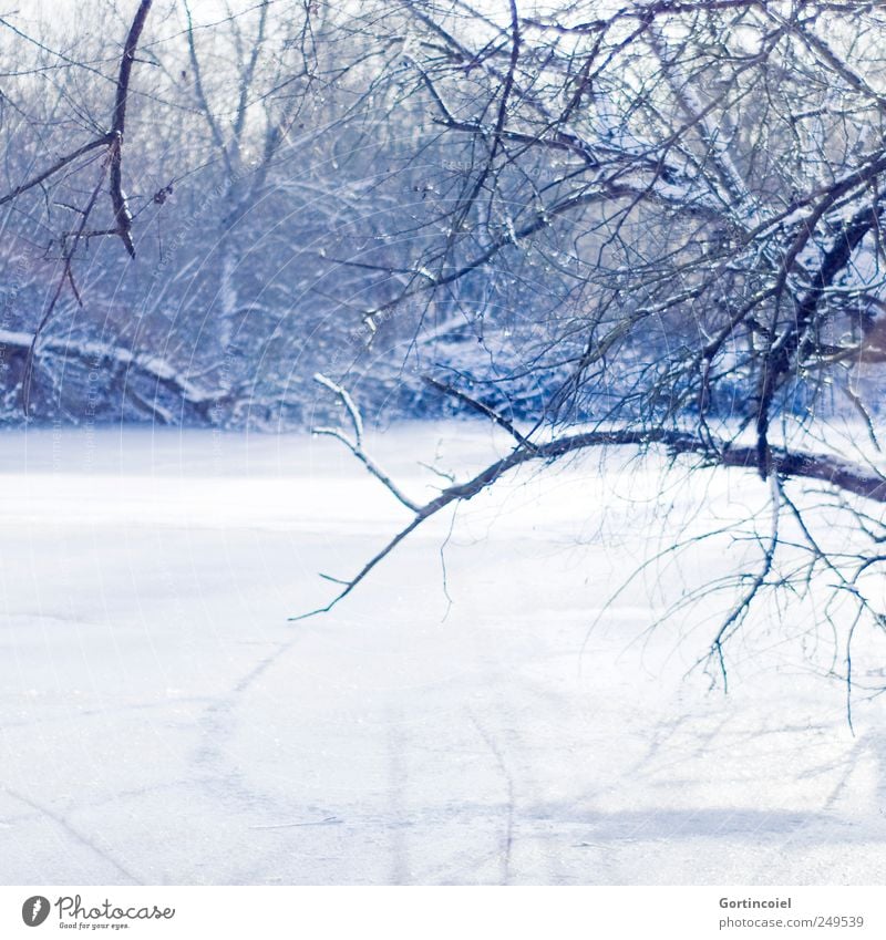 frost Environment Nature Landscape Winter Beautiful weather Ice Frost Snow Tree Forest River bank Cold Blue White Branch Winter's day Winter forest Winter mood
