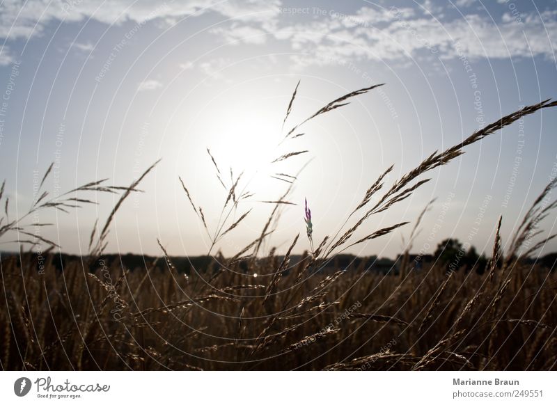 The sun goes down Nature Landscape Plant Air Sky Clouds Horizon Sun Summer Grass Field Observe Authentic Warmth Blue Black White Moody Sunset Agriculture