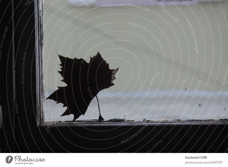 Maple leaf against window Environment Nature Plant Autumn Leaf Foliage plant Blossoming Rotate To fall Catch Looking Dance Dream Sadness Faded Esthetic