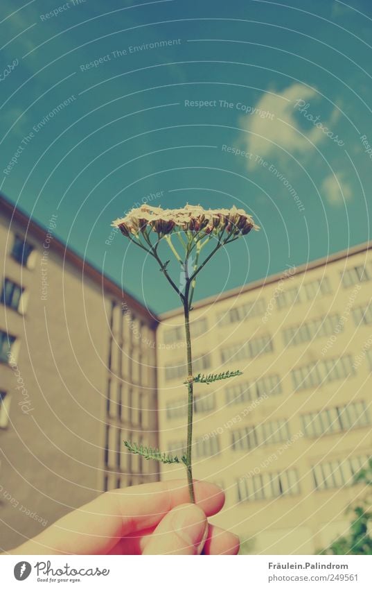 Naturalness. Hand Fingers Nature Sky Clouds Plant Blossom Prora Rügen Ruin Manmade structures Prefab construction Wall (barrier) Wall (building) Window