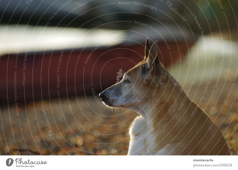wander far and wide Animal Pet Dog Animal face Pelt 1 Listening Relaxation Colour photo Multicoloured Exterior shot Close-up Copy Space left Day Light Sunlight