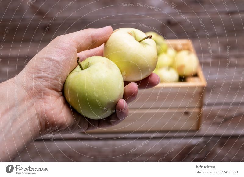 two apples in hand Food Fruit Organic produce Vegetarian diet Table Man Adults Box Collection Wood To hold on Fresh Healthy Apple Pomacious fruits In pairs 2