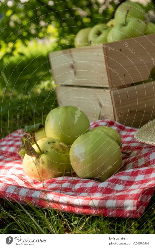 orchard meadow, apple harvest Food Fruit Organic produce Nature Summer Plant Tree Grass Garden Fresh Apple Fruittree meadow Harvest Collection Crate Blanket