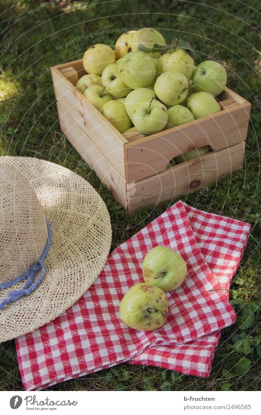 Fresh apples in the orchard Food Fruit Picnic Organic produce Healthy Vacation & Travel Summer Tree Garden Meadow Hat Box Wood Work and employment Select