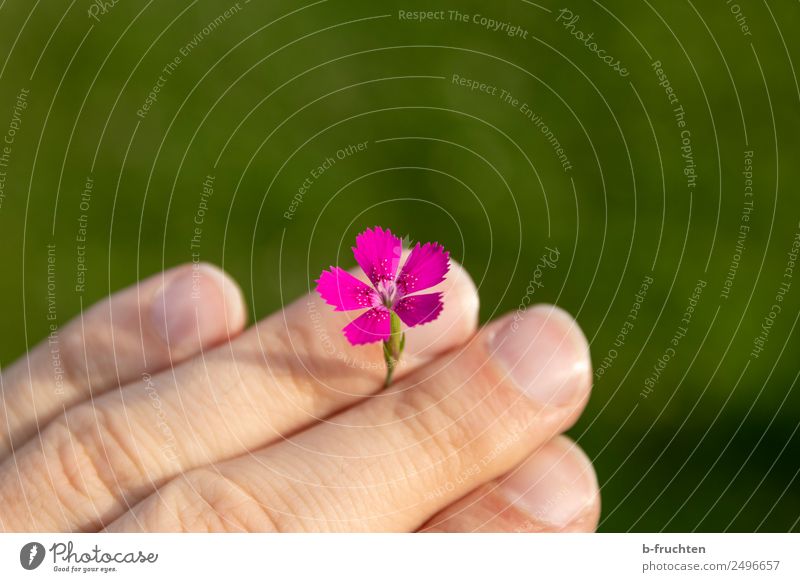 Flowers stuck between fingers Man Adults Hand Fingers Summer Blossom Park Meadow Select Observe To hold on Free Happiness Fresh Happy Violet Pink Friendship