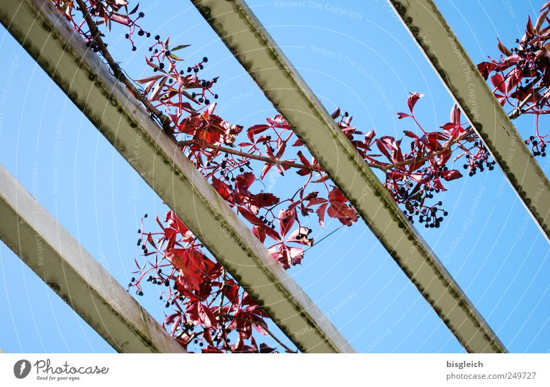 Autumn Sky Cloudless sky Plant Leaf Joist Roof beams Wood Blue Red Autumn leaves Autumnal Autumnal colours Autumnal weather Colour photo Exterior shot Deserted