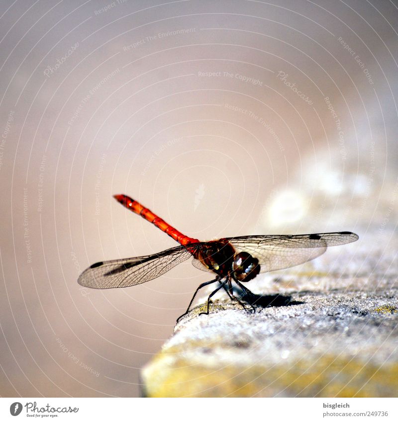 dragonfly Animal Insect Dragonfly Dragonfly wings 1 Touch Movement Flying Sit Glittering Small Brown Delicate Wing Fragile Colour photo Subdued colour
