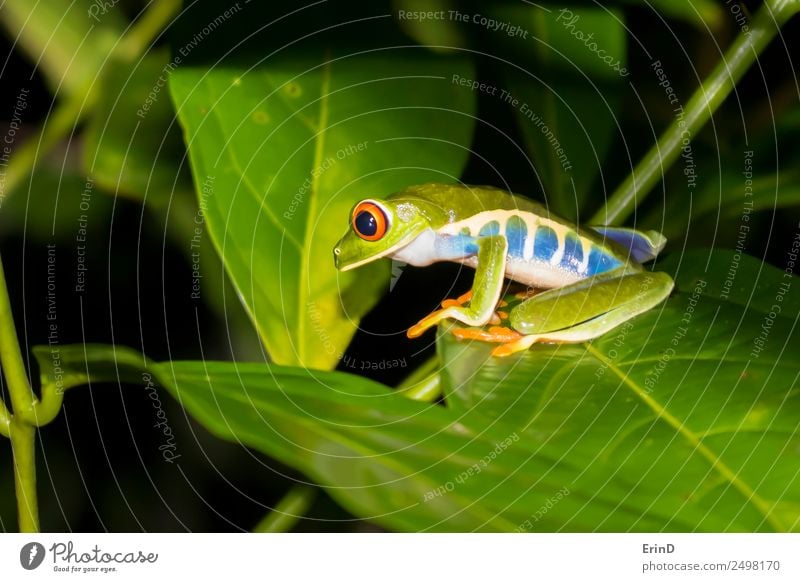 Red Eyed Tree Frog Close Up on Jungle Leaf at Night Beautiful Hunting Vacation & Travel Hiking Nature Plant Animal Virgin forest Exotic Wild Green Discover Eyes