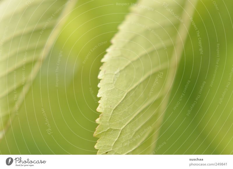 Free picture: branches, chlorophyll, ecology, forest, green leaves, shadow,  spring time, plant, leaf, fair weather