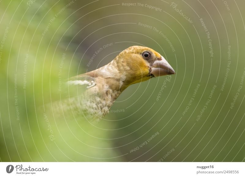 young hawfinch Environment Nature Plant Animal Sunlight Spring Summer Autumn Beautiful weather Bushes Foliage plant Garden Park Meadow Field Forest Wild animal